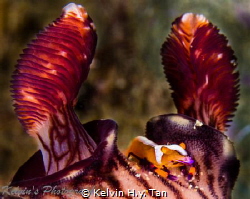 Emperor shrimp on a nudibranch by Kelvin H.y. Tan 